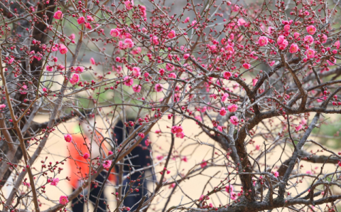 [포토뉴스] ‘대한’ 앞둔 홍매화의 인사