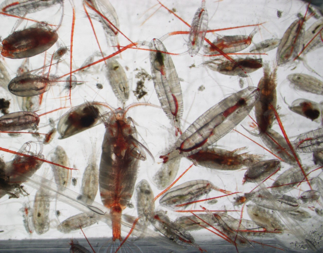 서북극해에서 채집한 동물플랑크톤. 극지연구소 제공