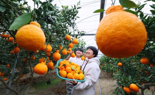 27일 경남 함양군 지곡면 남효마을 금수강산 농원에서 전희주 씨 가족이 설 대목을 앞두고 겨울 햇살을 머금고 잘 익은 황금빛 한라봉을 수확하고 있다. 함양군은 최근 기후 온난화에 대비해 한라봉을 비롯한 아열대 작목 재배 기반을 확대해 나가고 있다. 함양군 제공