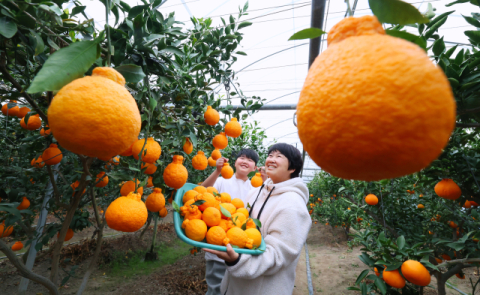 [포토뉴스] 경남에서 수확하는 한라봉