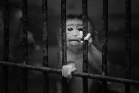 보호와 감금의 경계… 동물원을 어떻게 봐야 할까?