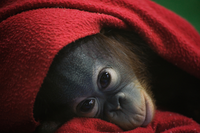 태어난 지 6개월 만에 엄마를 잃고 인공포육장에서 성장한 오랑우탄 '보물이'가 빨간 이불을 뒤집어 쓴 채 생각에 잠겨 있다. 2014년 서울대공원 동물원에서 촬영했다. 저자는 '보물이는 엄마를 생각하고 있는 걸까'라는 설명을 붙였다. 효형출판 제공
