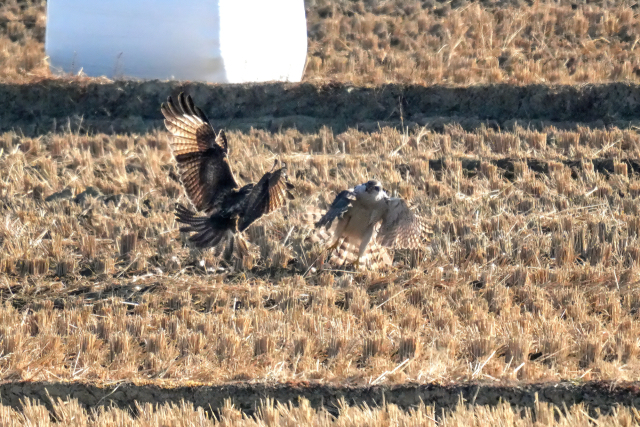 지난 1월 16일 오전 울산 울주군 온양읍 동상리 들녘에서 멸종위기종인 참매(오른쪽)가 사냥한 먹이를 말똥가리가 가로채기 위해 맹렬한 기세로 달려들고 있다. 윤기득 사진작가 제공