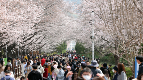 인구 하락세 진해구 “벚꽃처럼 날아간 활기”