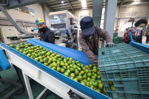 “요즘 누가 토마토 따려 합니까?”… 외국인 근로자 일손 절실한 부산 도시농 “제도 개선을”