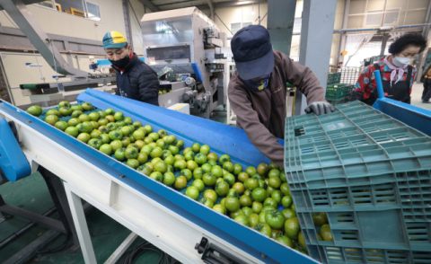 “요즘 누가 토마토 따려 합니까?”… 외국인 근로자 일손 절실한 부산 도시농 “제도 개선을”