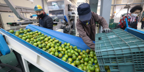 “요즘 누가 토마토 따려 합니까?”… 외국인 근로자 일손 절실한 부산 도시농 “제도 개선을”