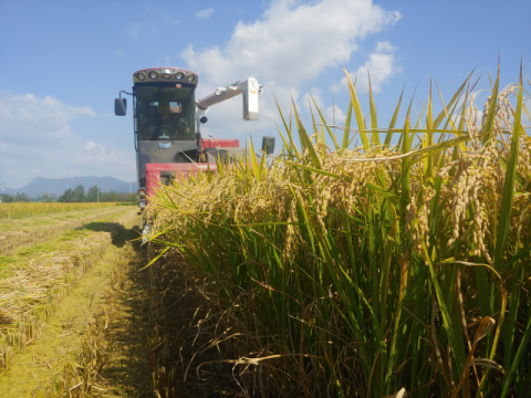 부산 학교 급식판에 도전장 내민 부산 강서구 특화 쌀 ‘황금예찬’