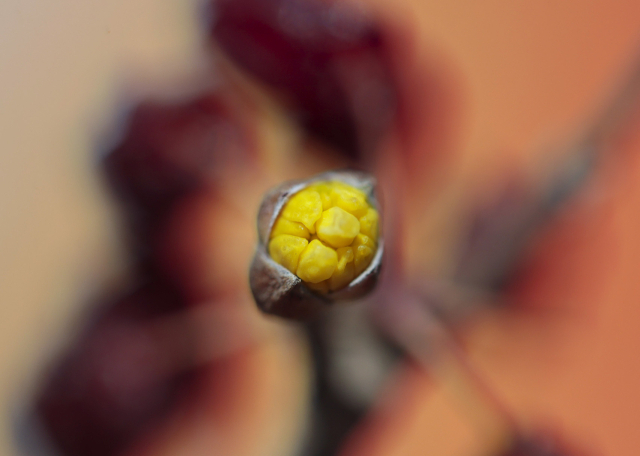 24절기 중 두 번째 절기 우수(雨水)인 19일 경남 함양군 하림공원 작은영화관 옆 가로수인 산수유가 꽃망울을 터트렸다. 산수유는 3~4월 잎보다 노란 꽃이 먼저 피는 봄의 전령으로 꽃말은 ‘영원불변의 사랑’이다. 함양군 제공