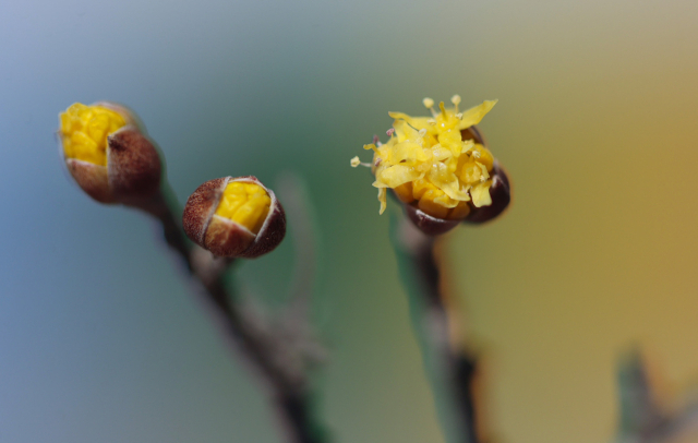 24절기 중 두 번째 절기 우수(雨水)인 19일 경남 함양군 하림공원 작은영화관 옆 가로수인 산수유가 꽃망울을 터트렸다. 산수유는 3~4월 잎보다 노란 꽃이 먼저 피는 봄의 전령으로 꽃말은 ‘영원불변의 사랑’이다. 함양군 제공