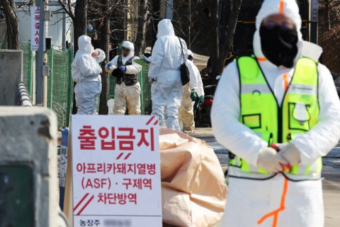 경남 의령 1만1000마리 사육 돼지농장서 아프리카돼지열병 발생…올들어 총 20건