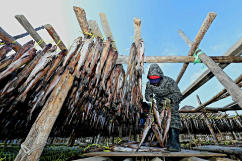 강원 인제군 용대리의 한 덕장에서 주민들이 명태를 덕장에 내거는 덕걸이 작업을 하고 있다. 연합뉴스