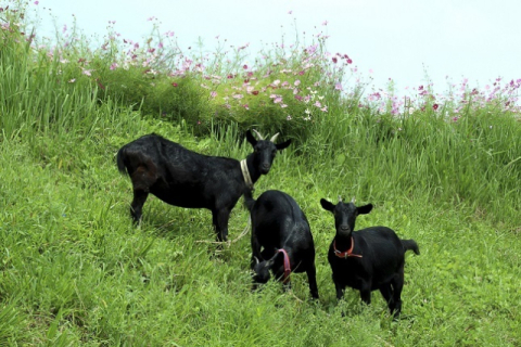 개고기 대신 염소고기 인기…농식품부 염소산업 육성한다