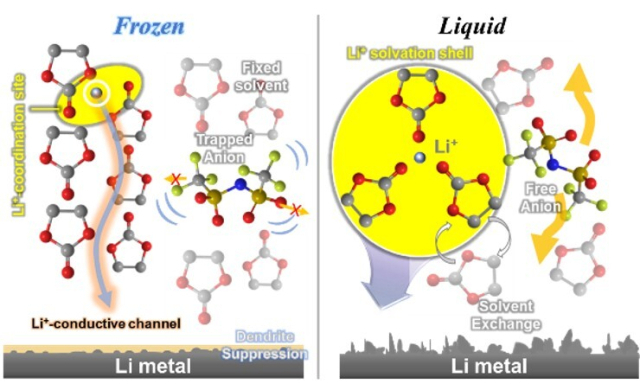 그림 설명. 얼음 전해질의 이온 전달 경로와 수지상 억제 효과. 에틸렌 카보네이트 기반의 유기 얼음 전해질에서 리튬 이온은 이웃한 산소를 징검다리처럼 활용해 건너뛰는 ‘호핑’을 통해 전달된다. (좌측) 이 유기 얼음 전해질을 리튬금속전지에 적용하면 액체 전해질과 다르게 리튬금속이 리튬전극 표면에서 뾰족하게 돋아나는 수지상이 억제되고 균일한 리튬 코팅(전착)이 이뤄진다. 그 결과 단락 없이 400회 충·방전이 가능했다. UNIST 제공