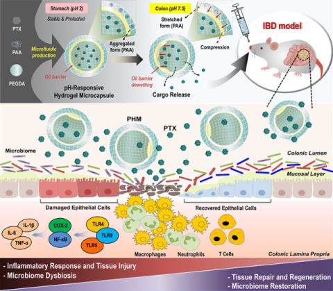 염증성 장 질환 치료용 pH 반응형 전달 시스템 모식도.