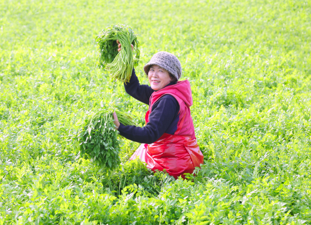25일 경남 함양군 백전면 백운리 윗 새재농원 시설하우스에서 김복자 씨가 청정 밭미나리를 들어 보이고 있다. 백운산 자락에서 자란 미나리는 해발 600ｍ 고랭지에서 지하 암반수로 친환경적으로 재배해 향이 진하며 줄기가 부드럽고 아삭한 식감이 일품이다. 함양군 제공
