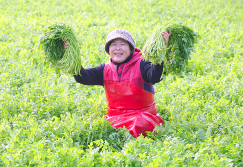[포토뉴스] “봄의 전령 청정 미나리 맛 보세요”