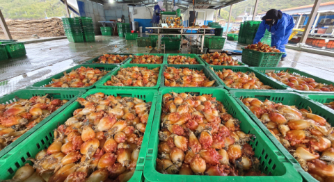 [르포] 2년 만에 활짝 핀 ‘멍게 꽃’… 어민 얼굴에도 웃음 꽃 필까