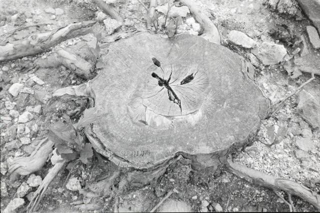 황금윤, 그루터기. 부산갤러리 제공