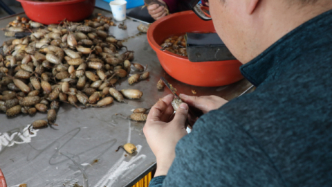 [르포] 제철 맞은 미더덕 주산지, 손님 발길에도 ‘한숨’ 왜?