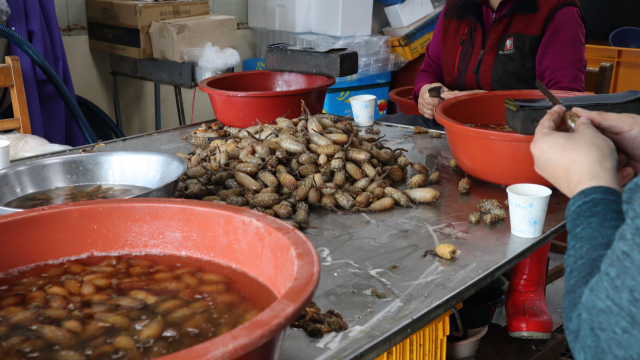 경남 창원시 마산합포구 진동면 고현마을 미더덕 판매장에서 한 상인이 생물 미더덕을 손질하고 있다. 최환석 기자