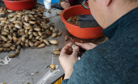 [르포] 제철 맞은 미더덕 주산지, 손님 발길에도 ‘한숨’ 왜?