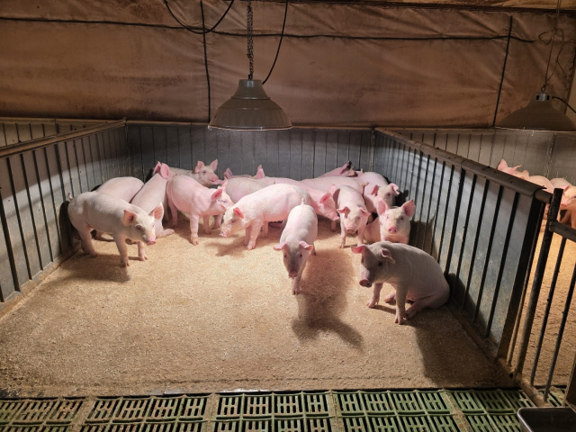 경남 김해시의 한 농가에서 사육 중인 새끼 돼지들. 김해시 제공