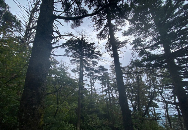 지리산에서 자라고 있는 가문비 나무. 국립산림과학원 제공