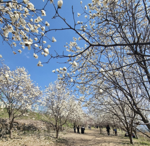 매화·목련에 이팝나무까지···김해 ‘봄꽃 릴레이’