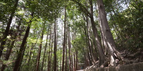 부산 걷기 여행길 ‘갈맷길’ 명소화 작업 본격 추진