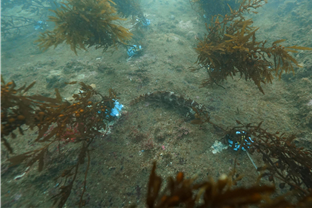 한국수산자원공단, 수산자원조성 사업비 총 33억 원 투입