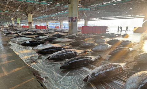 부산시, 참다랑어 신선도 유지 ‘고소득화 시범사업’ 추진