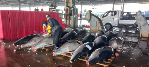 국산 참다랑어, 유통 혁신으로 내수 시장 ‘노크’