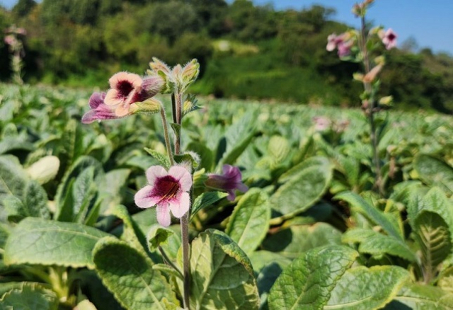 정읍에서 재배되고 있는 지황. 농식품부 제공