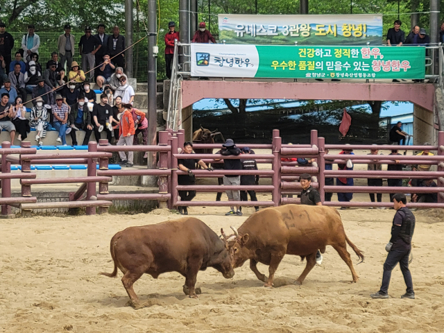 지난해 개최된 '창녕 전국 민속소힘겨루기대회' 장면. 창녕군 제공
