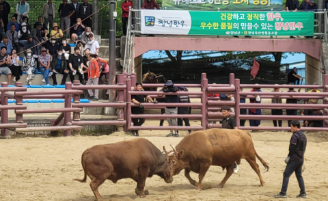 창녕 민속소힘겨루기대회 25일 개막…170여마리 출전