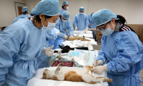 ‘때 늦은’ 고양이 중성화 사업, 실효 없어도 실적만?