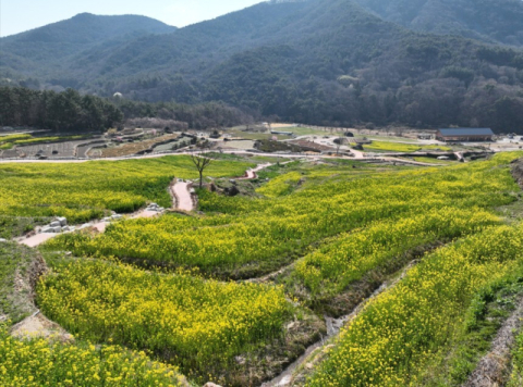 남해군 유채꽃 개화…파라다랑스 주말 방문객 2000명