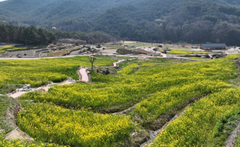 남해군 유채꽃 개화…파라다랑스 주말 방문객 2000명