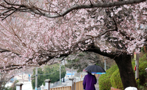 지방 선거는 축제처럼, 축제는 선거 뒤로