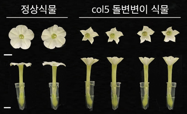 정상식물과 COL5(특정 생체시계 유전자)돌연변이 식물 비교. KAIST 제공