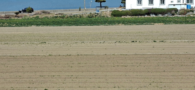 남해군 이동면의 한 시금치 밭. 시금치 가격이 폭락하면서 밭을 갈아엎은 상태다. 김현우 기자