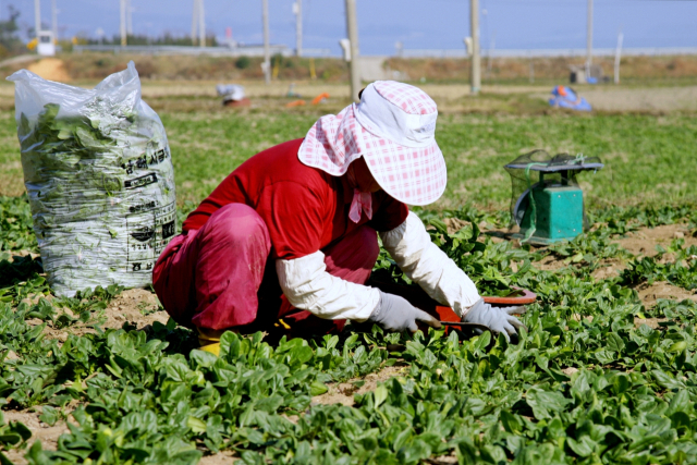 남해 시금치 재배 농민. 남해군 제공