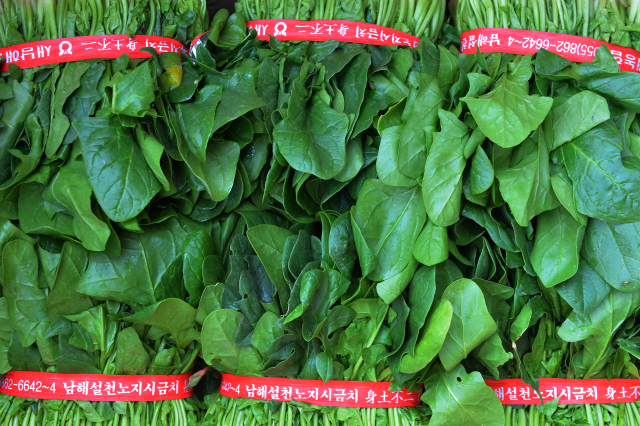 남해 시금치인 보물초는 남해군 대표 작물 중 하나다. 하지만 올해 3월 가격이 폭락해 농민들의 시름이 깊다. 남해군 제공