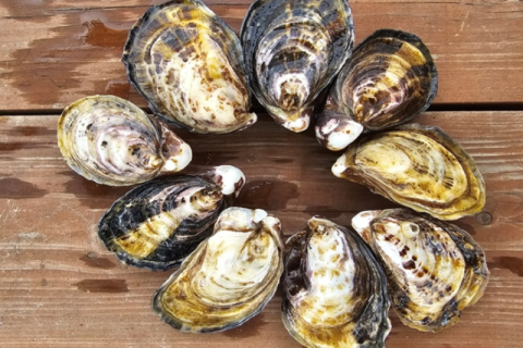 고성군, 개체굴로 굴 양식 산업 경쟁력 키운다