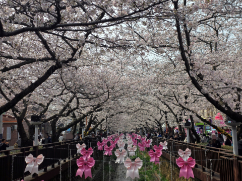 진해군항제 팡파르… 만개한 벚꽃에 관광객 웃음 만개