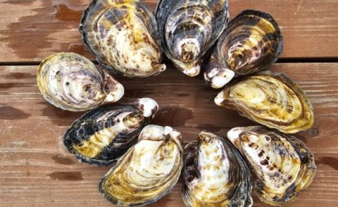 고성군, 개체굴로 굴 양식 산업 경쟁력 키운다