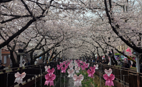 진해군항제 팡파르… 만개한 벚꽃에 관광객 웃음 만개