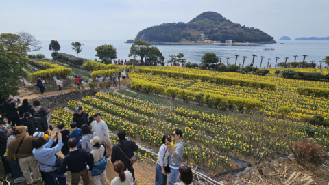 [단독] 거제 공곶이 ‘노란 수선화 물결’ 계속 감상한다