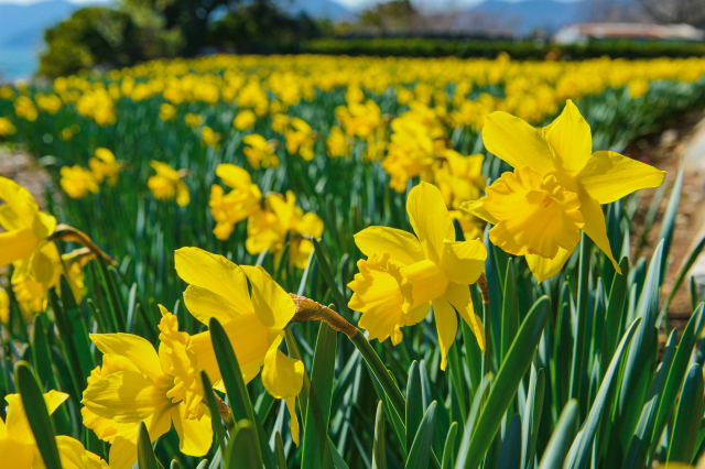 공곶이 수목원을 노랗게 물들인 수선화 군란. 거제시 제공